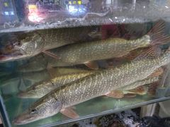 -煲来饱去冷水鱼