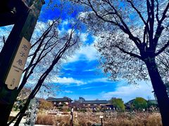 -诗经里