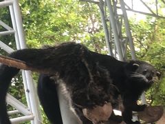 -清迈夜间动物园