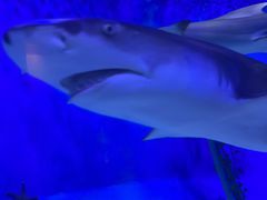 -太平洋海底世界