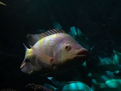 -暹罗海洋世界