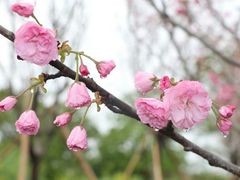-天适樱花悠乐园