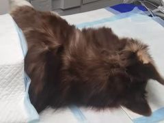 -诺比宠物医院心脏内科·泌尿肾内外科·骨科急重症