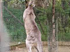 -青藏高原野生动物园