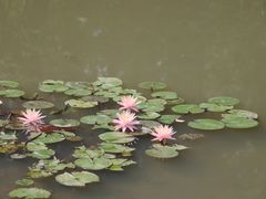 -杭州植物园