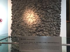 -烟台自然博物馆