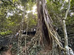 -中国科学院西双版纳热带植物园