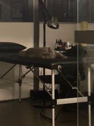 点击看大图 -飛凡TATTOO纹身•原创