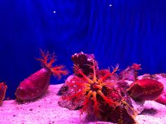 -上海海洋水族馆