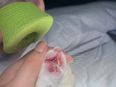 -爱侣宠医·鹦鹉专科·小型哺乳类·异宠专科(灵石路店)