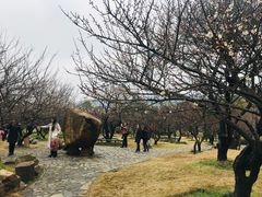 -香雪海