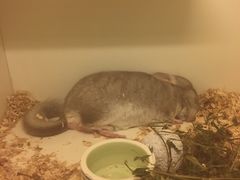 -龙猫仔乐园(惠福东路店)