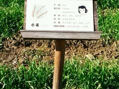 -田园东方蜜桃村的田野营地