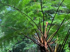-深圳仙湖植物园