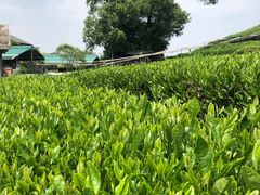 -龙坞茶村