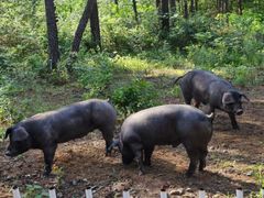 -解家河南菜(商鼎路店)