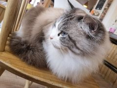 -猫的茶·猫咖
