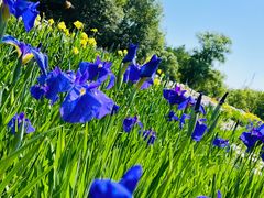 -上海共青森林公园