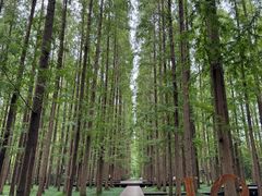 -黄海国家森林公园