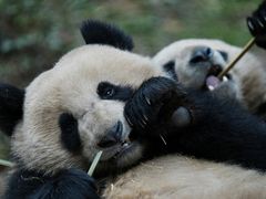 -都江堰中华大熊猫苑