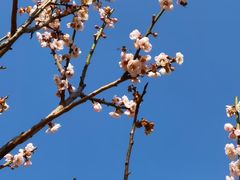 -马峦山郊野公园