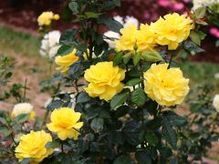 -人民公园(罗湖区)