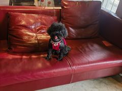 -百好乐宠物友好餐厅(朝外大街店)