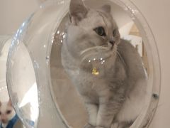 -猫域·湾主题猫咖·宠物吧(南坪城市广场店)