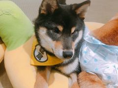 -逗柴咖啡屋·狗咖猫咖宠物桌游
