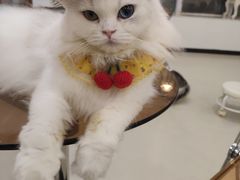 -共舞时光猫咖·狗咖(新街口店)