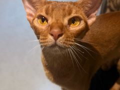 -琪喵猫屋·撸猫猫咖·猫舍