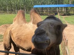 -秦皇岛野生动物园