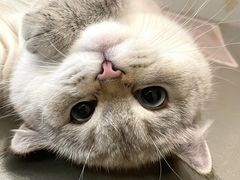 -辛巴宠物医疗中心·骨科·内分泌专科·心肾专科(亭林公园店)