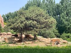 -北京野生动物园