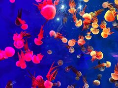-成都浩海立方海洋公园