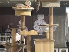 -浣熊柯尔鸭土拨鼠·电玩咖