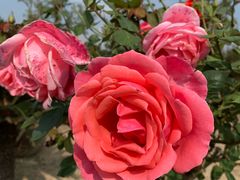 -呼吸森林·生态农庄农家乐私房菜