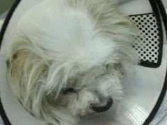 -康乐宝动物医院