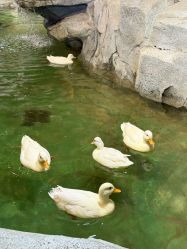-Zoolung Zoolung动物主题公园(海信广场店)
