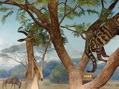 -陕西自然博物馆