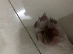 -瑞派动物医院·猫专科·至诚(江南中分院)