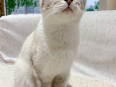 -藏猫猫咖啡主题馆(中央大道店)