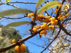 -叠溪松坪沟景区