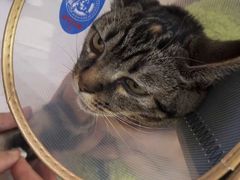 -萌兽医馆·宠物医院·猫骨科(创景店)