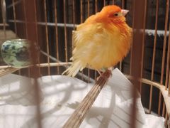 -川旺角融合菜•海景餐厅(星海广场店)