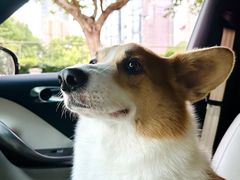 -上海浦东smart汽车全功能店(金桥店)
