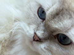 -毛绒耶耶撸宠馆·猫咖·狗咖·荷兰猪咖