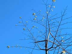 -东莞植物园