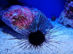 -上海海洋水族馆