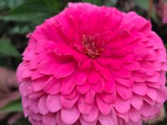 -莲花山花海